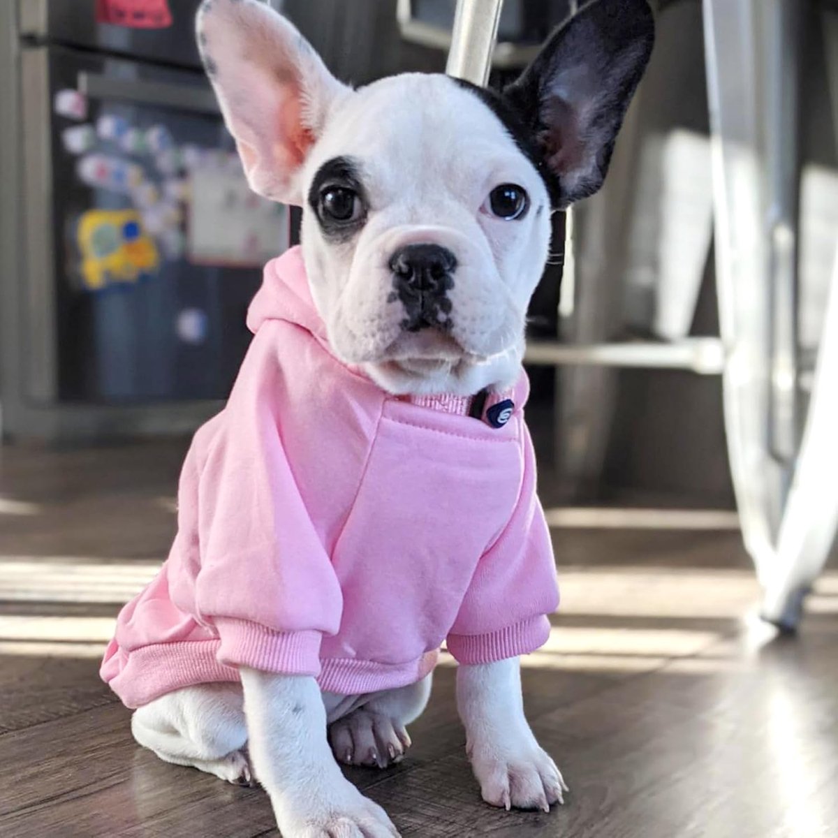 Warm Dog Hoodie - With Pockets - Pink - Size M