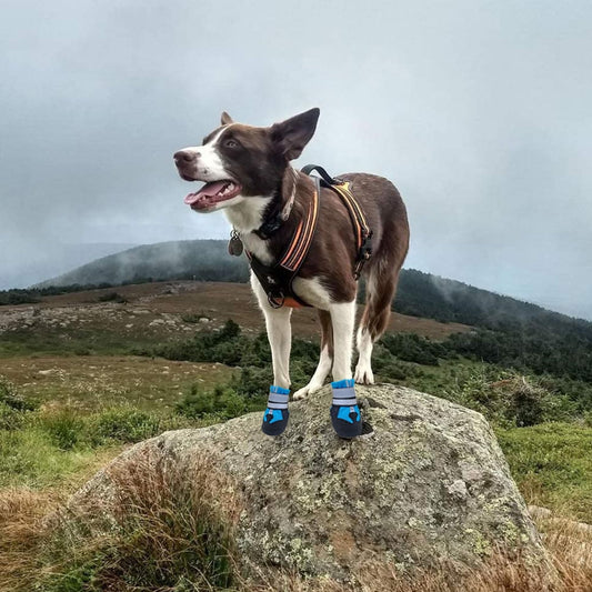 Dog Boots for Medium to Large Dogs with Rugged Sole - Medium - Blue