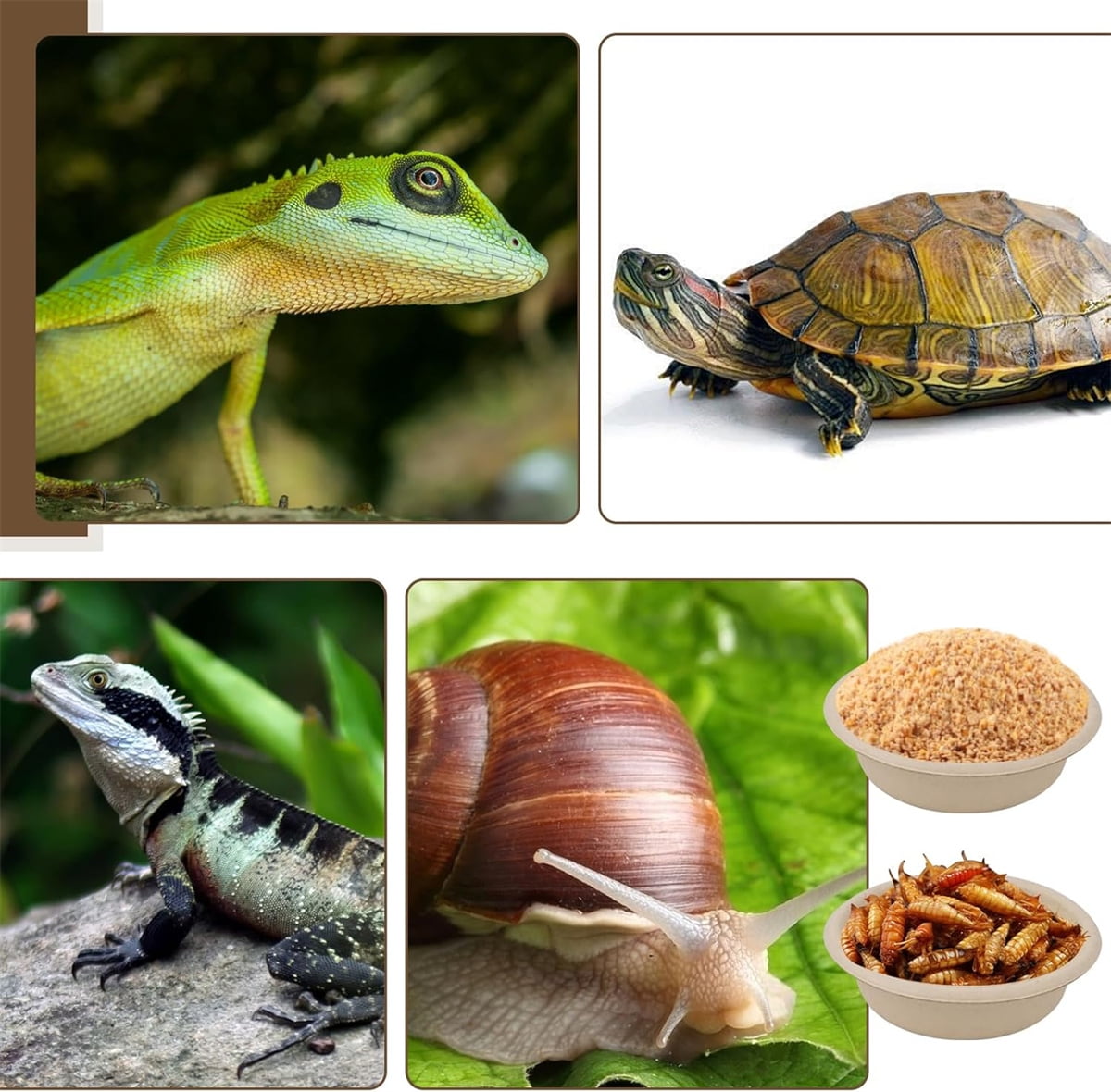 Tutuviw Biodegradable Disposable Paper Pet Bowls Bulk,100Pcs 1OZ Paper Feeding Cups,Sturdy and Leakproof Feeder Dish,Non-Toxic Food and Water Dishes for Lizards/Spiders/Reptiles/Small Dogs/Cats